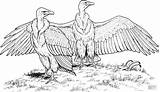 Vulture Grifone Buitres Kleurplaten Rumped Vultures Avvoltoi Condor Gier Supercoloring Bengala Kleurplaat Salvajes sketch template