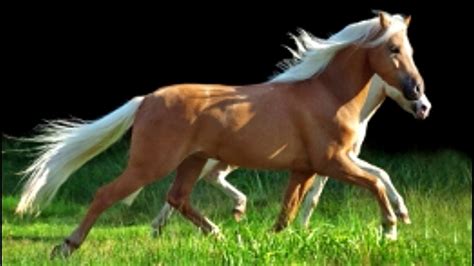 preference  royals cool facts  palomino horses youtube