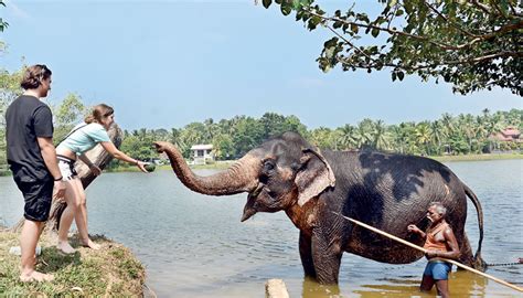 Foreign Tourists Feed A Tame Elephant Looked After By A Sri Lankan