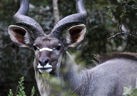 22 African Horned Deer Species Grandeur Aristocracy