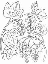 Ausmalbild Pflanzen Malvorlage Currant Weintrauben Blackberry Generals Doske Variats sketch template