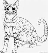Gatos Cat Coloring sketch template