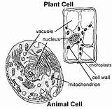 Cell Animal Plant Cells Worksheet Science Functions Label Unlabelled Labeled Parts Labeling Coloring Components Has Their Simple Microscopes Sd23 Perform sketch template
