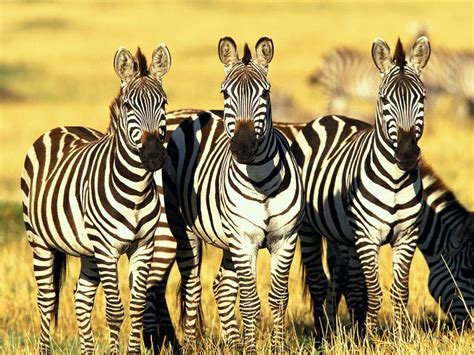 african animals wildlife