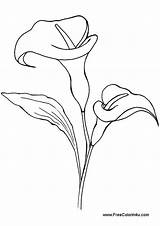 Lily Drawing Flower Calla Valley Line Drawings Simple Lilies Flowers Pencil Printable Pages Coloring Tattoo Lillies Book Google Clip Getdrawings sketch template