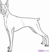 Doberman Outline Drawing Pincher Pinscher Dragoart Imgs Sketches Clans Jam sketch template