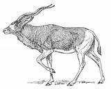 Antilope Malvorlage Kleurplaat Coloriages Attrayant Herunterladen Téléchargez sketch template