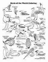 Birds Exploringnature sketch template