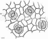 Mikroskopie Zellen Quagga Gewöhnliche Amanita Milchsaft Führende Muscaria Wählen Ausführung sketch template