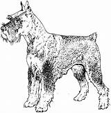 Schnauzer Dog Coloring Pages Breed Adult Drawings 1554 63kb sketch template