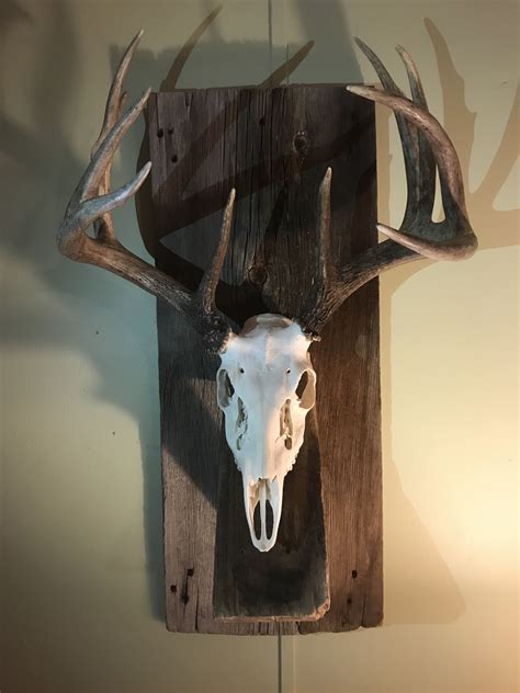 diy european mount deer skull decor deer skull mount deer head decor