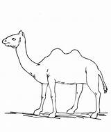 Camel Camels Bactrian Needle Coloring Template Kids Pilih Papan sketch template