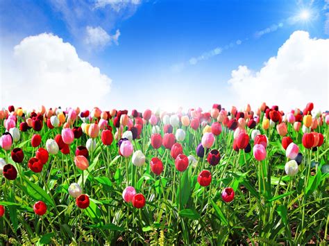 Flower Tulips Summer Sky Blue Clouds Sun Rays Nature Hd