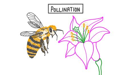 lesson video pollination nagwa