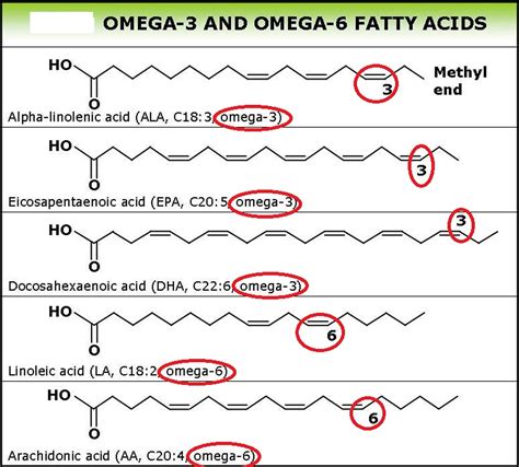 omega  fatty acids  depth review  supplements benefits food