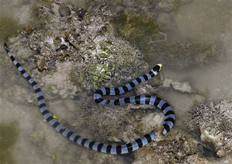 banded sea krait snakes   philippines inaturalist