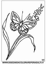 Farfalla Fiore Disegnidacolorareperadulti Ottenere Benissimo Ruvida Adulti sketch template