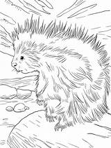 Porcupine Porcupines Porcospini Squirrel sketch template