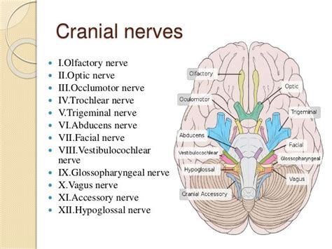 cranial nerves brain