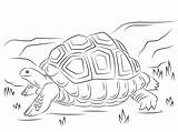 Tortoise Tortugas Aldabra Sulcata Tortuga Gigante Supercoloring Testuggine Galapagos Animal Gratistodo Gratis sketch template