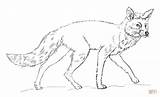 Fox Coloring Red Pages Realistic Printable Arctic Drawing Draw Supercoloring Step Foxes Getdrawings Print Tutorials Categories sketch template