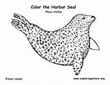 Seal Coloring Harbor Pages Exploringnature sketch template