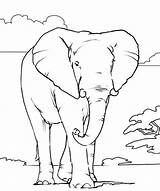 Coloring Pages Elephant African Printable Animals Animal Color Kids Outline Colouring Books Colour Online Realistic Print Head Book Drawings Draw sketch template
