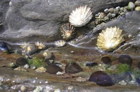 visit  indoor rockpool   portrush countryside centre