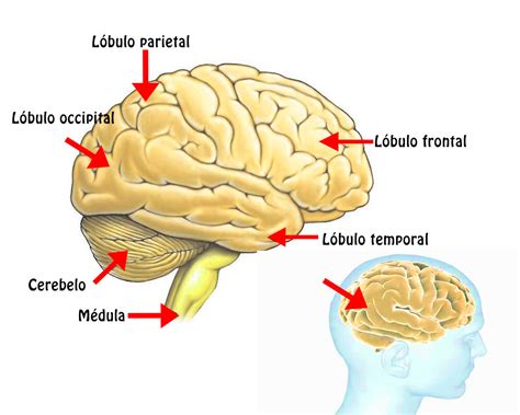 el cerebro funciones ubicacion partes funcionamiento caracteristicas