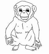 Chimpanzee Ausmalbild Schimpanse Bonobo Monkey sketch template
