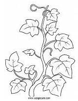 Coloring Pages Ivy Flowers Vine Leaf Print Edera Printable Flower Quilting Patterns Hand Vines Stencils sketch template