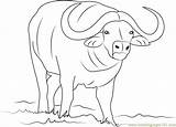 Buffalo Coloring Pages Water African Clipart Color 21kb Coloringpages101 Webstockreview sketch template