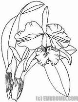 Orchid Guaria Morada Rica Nacional sketch template