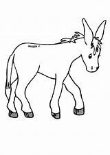 Donkey Burro Esel Pintar Coloriage Ane Ausmalbilder Momjunction Ausmalbild âne Webstockreview sketch template
