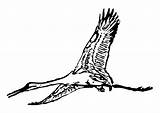 Kraanvogel Cicogna Cigogne Kleurplaat Storch Malvorlage Crane Artistique Kindpng Pinclipart Große Abbildung Téléchargez sketch template