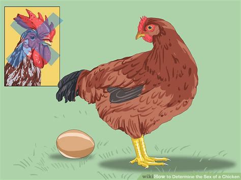 3 Ways To Determine The Sex Of A Chicken Wikihow