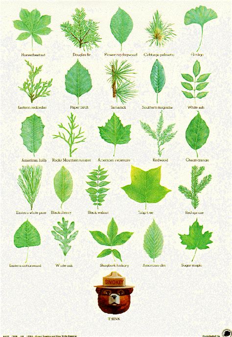 picture leaf identification post  smoky bear