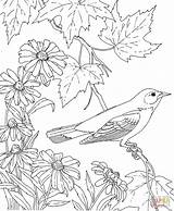Bird Oriole Coloring Baltimore Pages Maryland State Flower Color Birds Drawing Susan Printable Texas Eyed Outline Adult Animals Orioles Colouring sketch template