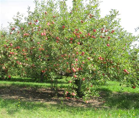 road trip apple picking  horseshoe orchards  bib  tucker