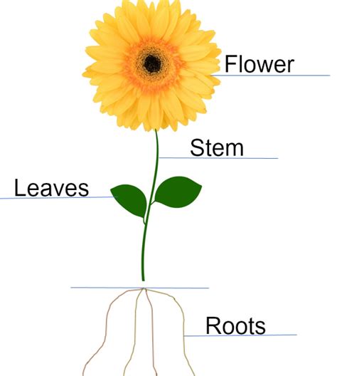 labeled diagram parts   sunflower