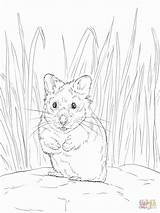 Hamster Coloring Pages Printable Realistic Dwarf Baby Print Colouring Cute Hamsters Color Getcolorings Colorings Getdrawings Drawing sketch template