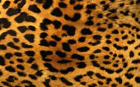 wearing leopard print