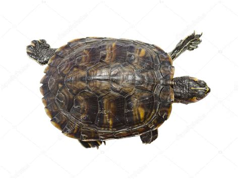 turtle top view turtle top view stock photo  mactrunk