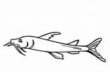 Catfish Channel Coloring Drawing Clipart sketch template