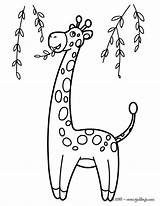 Girafa Jirafas Girafe Jirafa Ausmalen Pintar Fofa Hellokids Coloriage Girafas Arbres Ausmalbilder Coloriages Pintarcolorir Leon Drucken Girafes Animais Zootiere Afrikanische sketch template