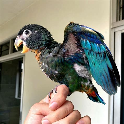 bronze winged pionus parrotshomes