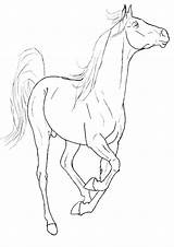 Paarden Paard Dieren Animaatjes Equine Schleich Coloriages Animes Ausmalbilder sketch template
