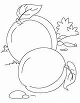 Apricot Coloring Pages Two sketch template
