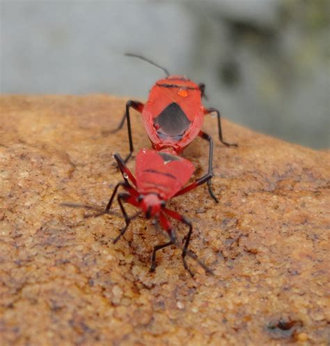 bugs    south africa mountain beltway agu blogosphere