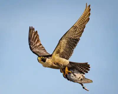 peregrine falcons eat peregrine falcon diet